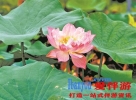 云溪植物园“水中牡丹”迎客 太空育种品种“太空红旗”